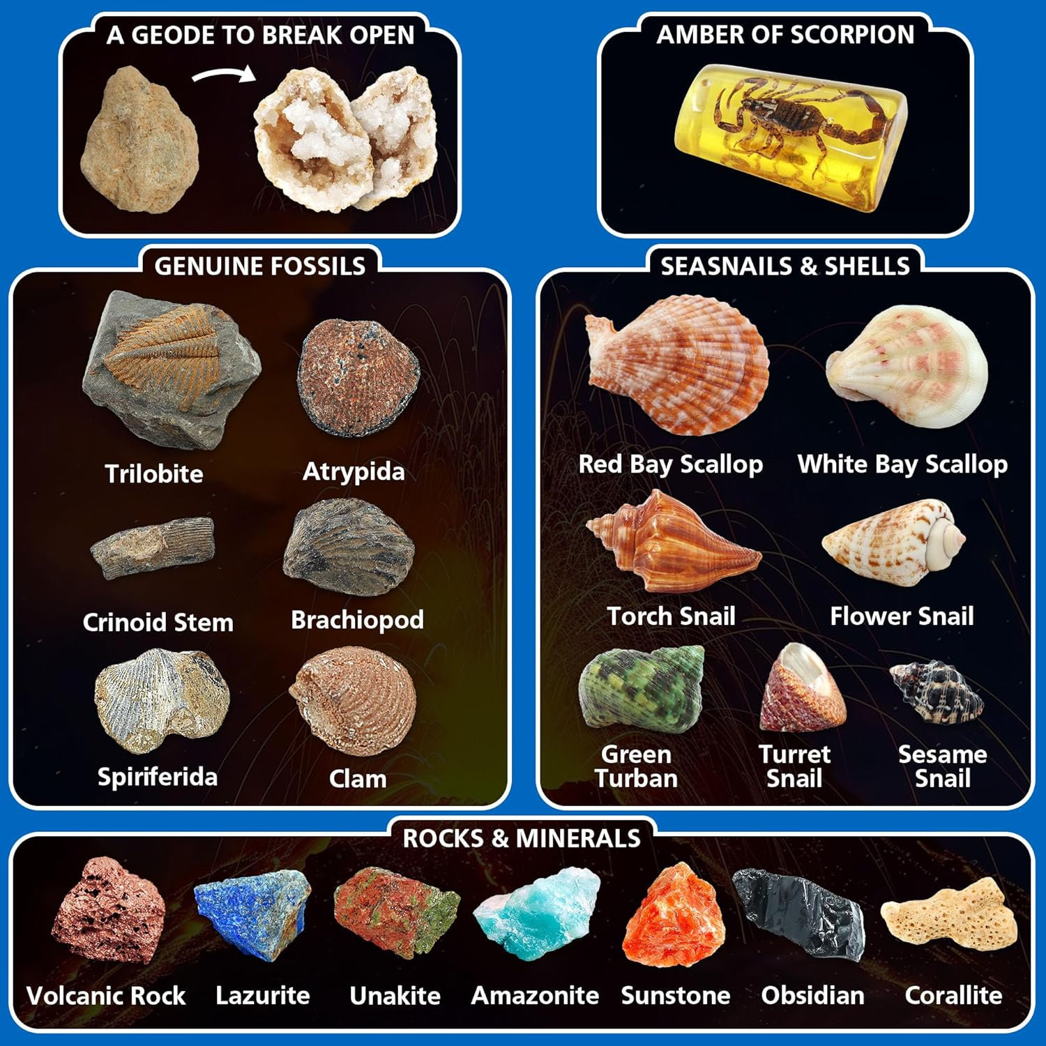 Volcano & Ocean Fossil Dig Kit, Dig up 20+ Real Fossils, Rocks, Shells & Sea Snails with Eruption Experiments, Earth Science Geology Kit for Kids, STEM Toy for Boys & Girls Age 6-8-12 image number 6