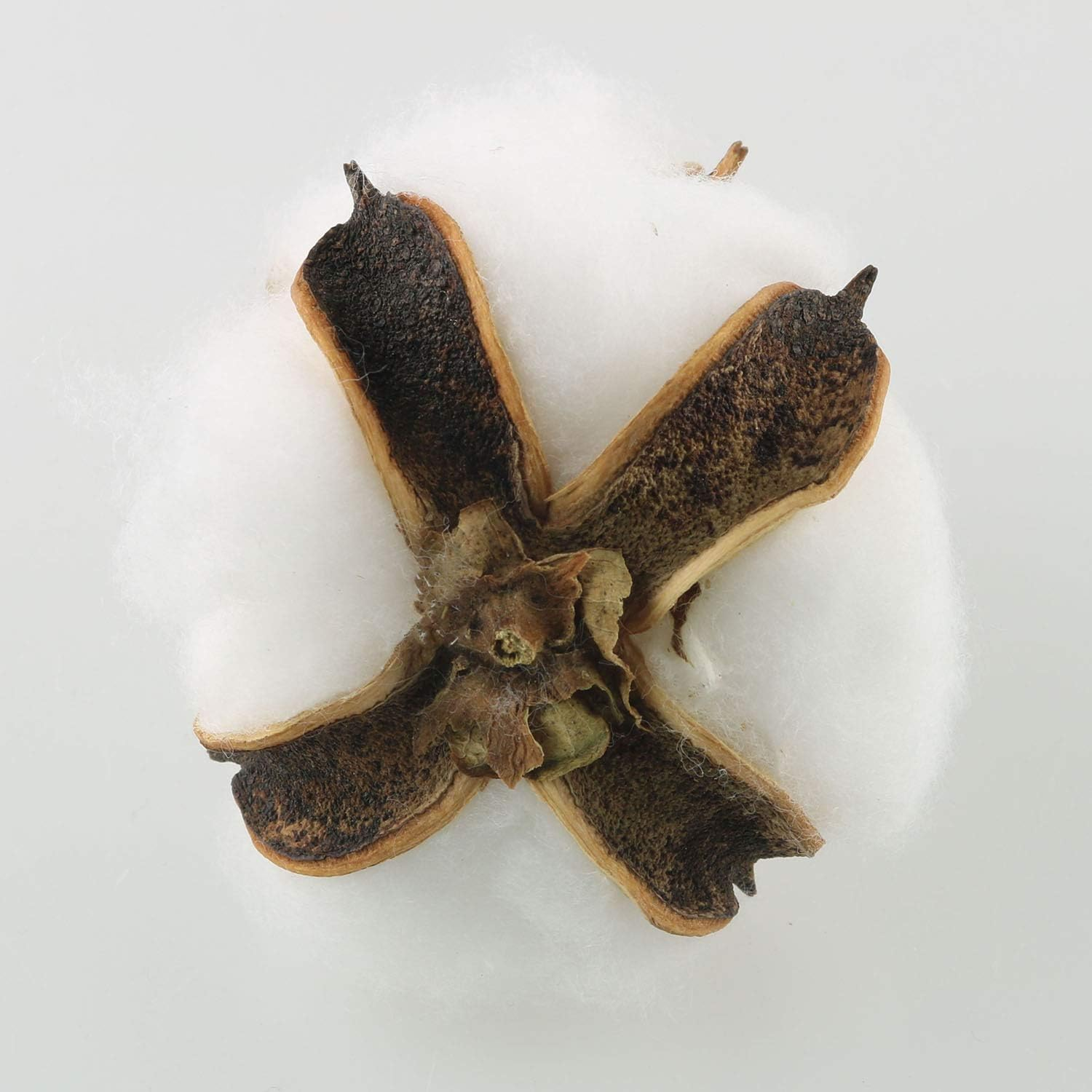 Tegg Cotton Boll 20PCS Natural White Cotton Balls Dried Cotton Pods for Crafting Farmhouse Style