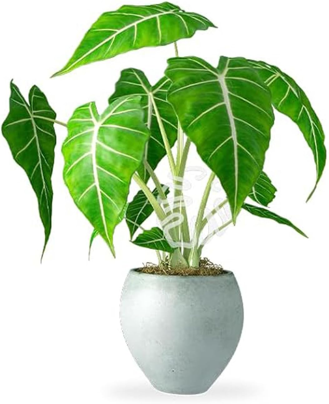 Plant Support 6PCS Anti-Collapse Magic Stem Holder Branch Collector Transparent Turtleback Bamboo Clip Transparent image number 3