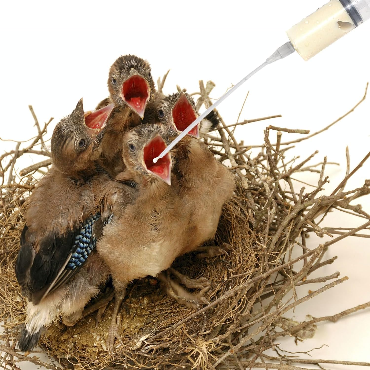 Aiyraa Pack of 12 Syringes with Hose, 20 Ml Syringe Set, Feeding Tool for Young Birds, Parrots, Pigeons, Ideal for Milk, Water, Medication, Easy to Clean image number 6