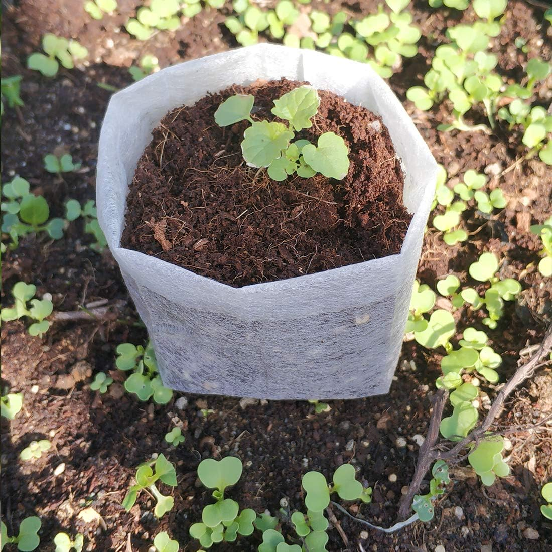 Belit Nursery Growing Bags, 100 Pcs Fabric Seedling Pots Non-Woven Pouch for Gardening Seed Plant Bag, Potato, Flower, Tomato Plant Starts (5.7" X 5.7 ") image number 4