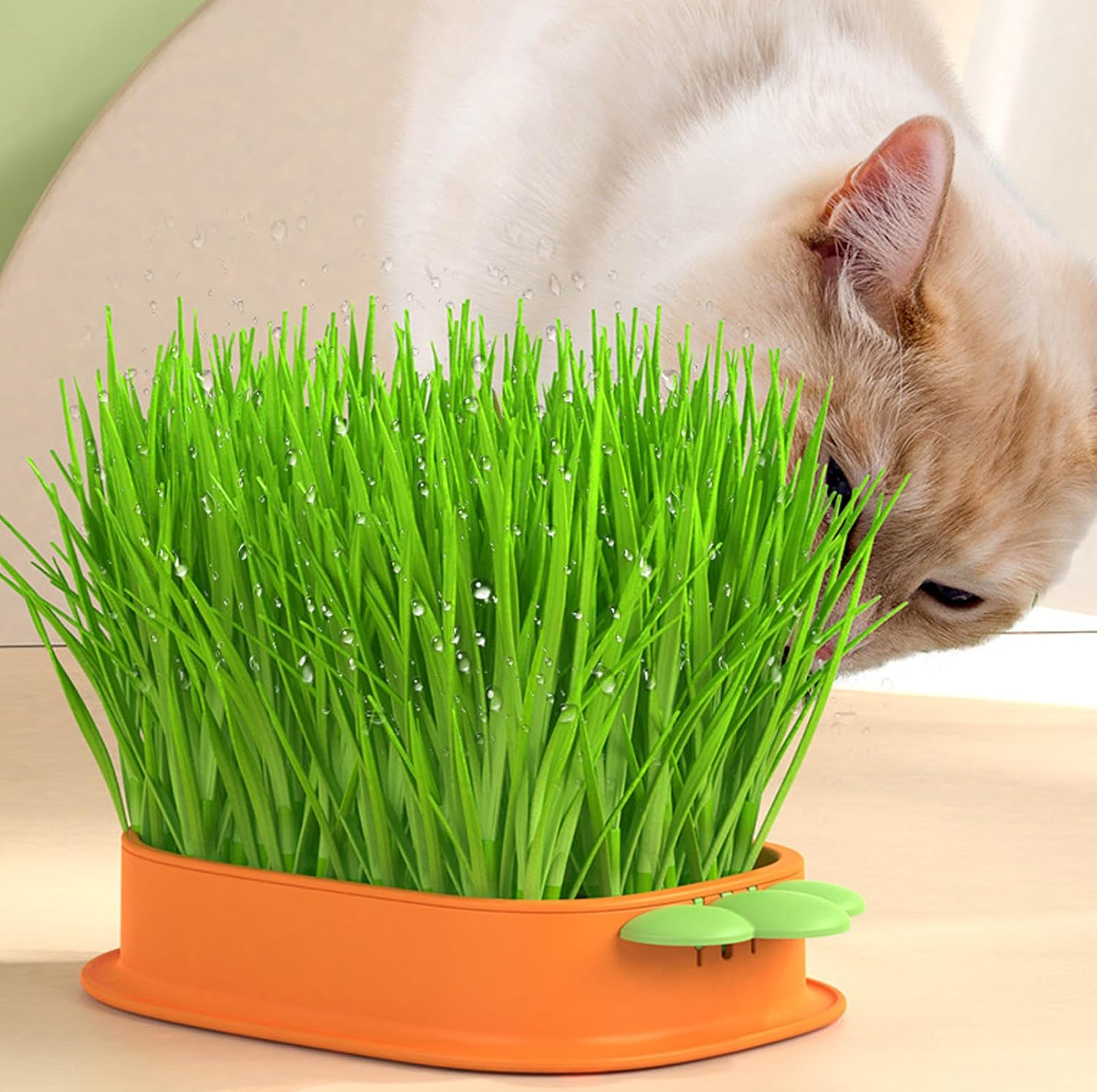 Nizirioo Carrot Cat Grass Tray Growth Set: 2 Pieces Hydroponic Cat Grass Box with 10 Bags Seed, Plastic Comfortable Cat Grass Case, Cat Grass Germ Tray for Cat Dogs Pets image number 2