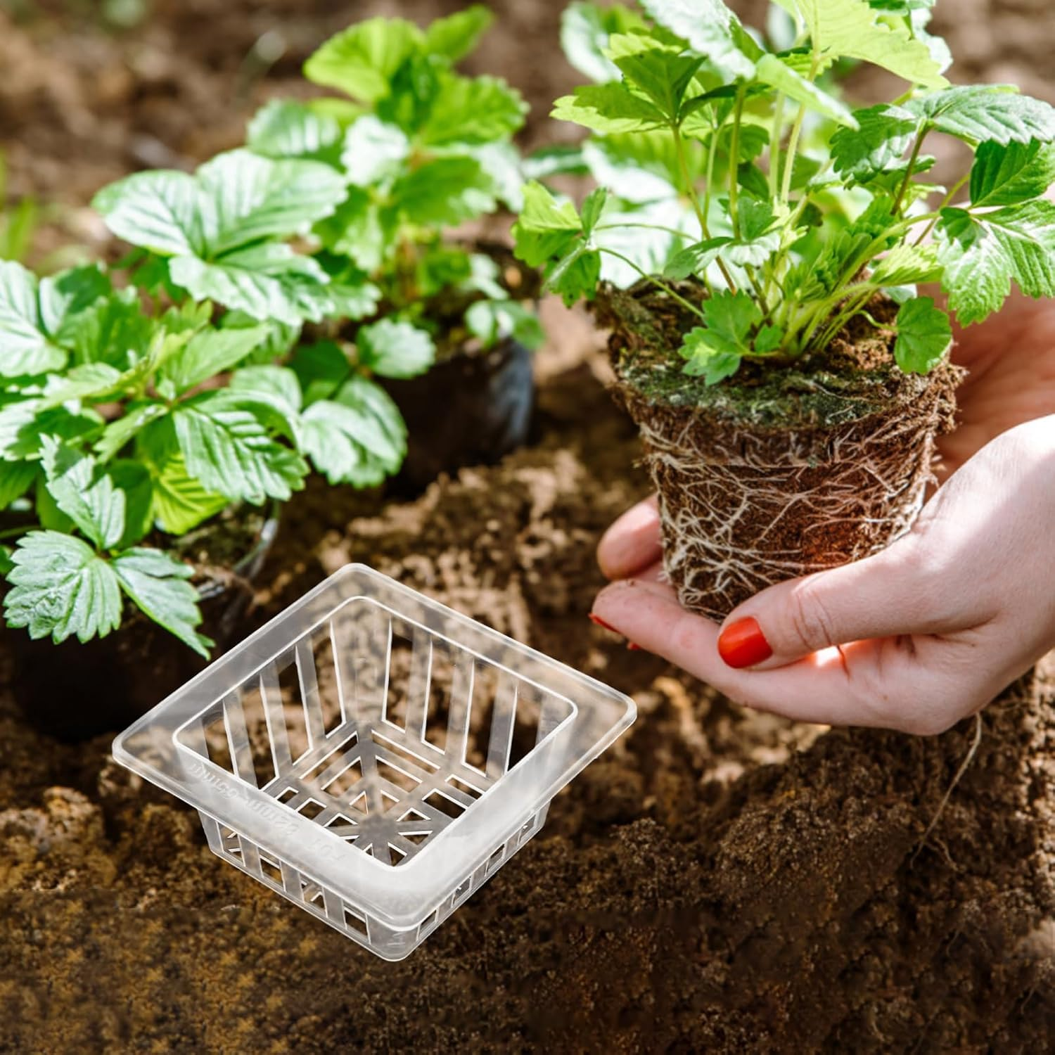 Levemolo 20Pcs Hydroponic Cups for Plants Root-Fixed Flower Pot in Mesh Baskets for Vegetable Flower Gardening