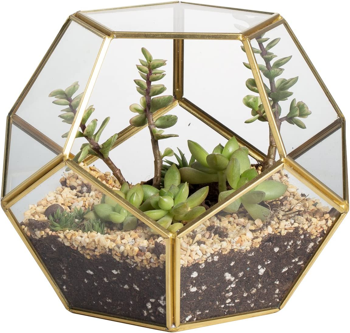 NCYP Brass Glass Pentagon Regular Dodecahedron Geometric Terrarium Container Desktop Planter for Succulent Fern Moss Air Plants Holder Miniature Outdoor Fairy Garden (No Plants,No Door)
