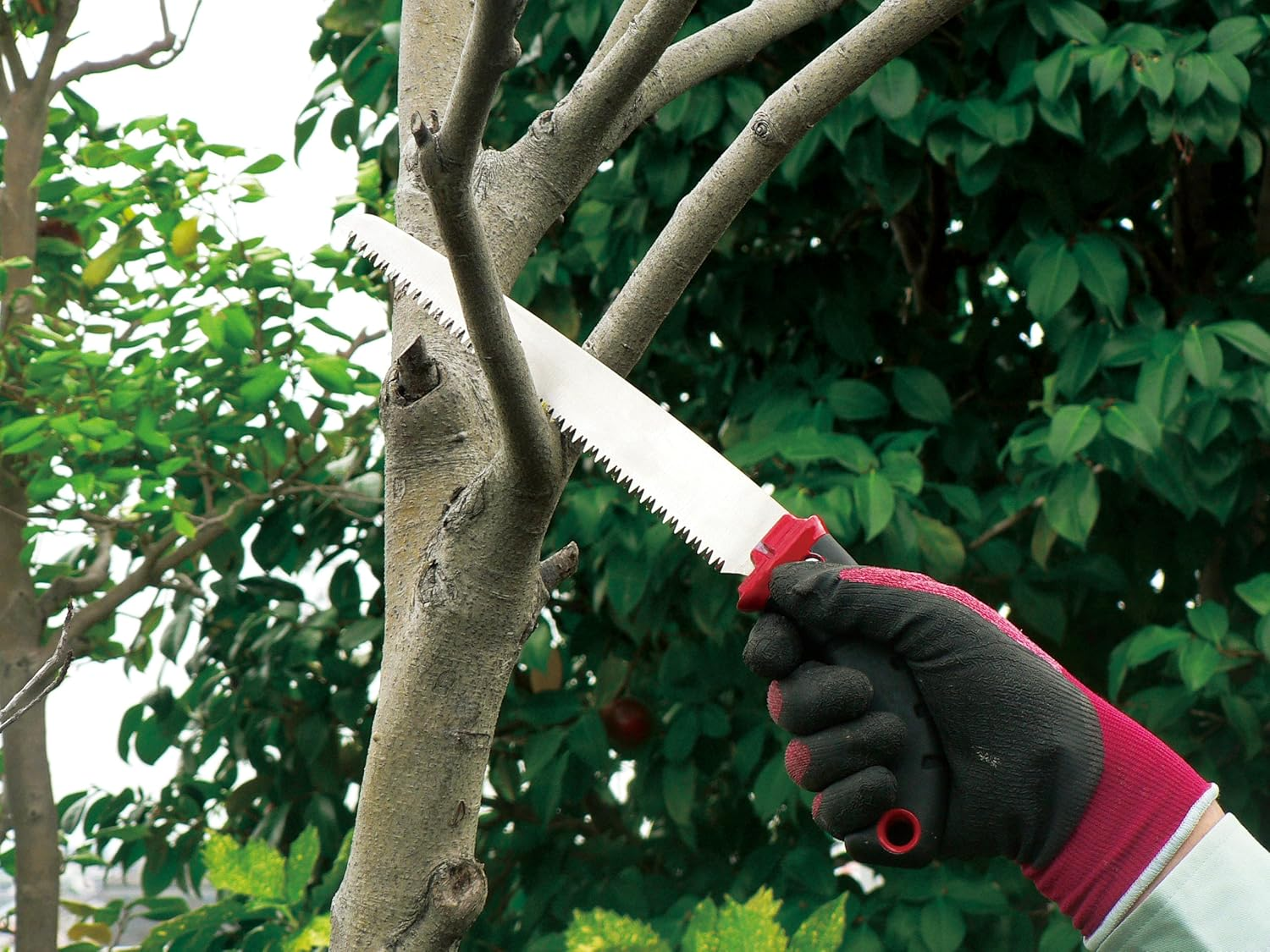 Ars SG-24 Fruit Tree Pruning Saw 24 image number 3
