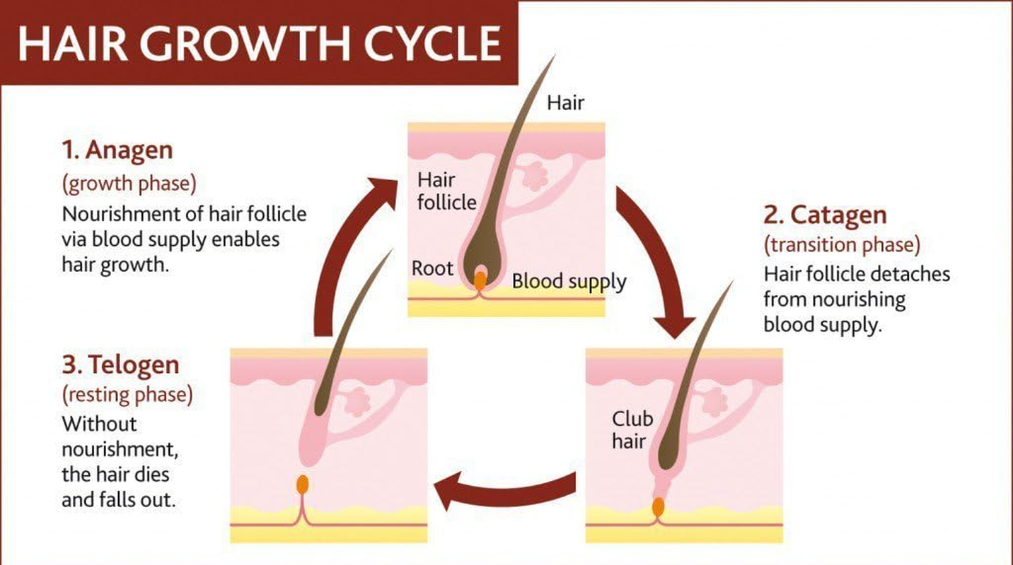 KAZIMA Bhringraj (Bhringha) Herbal Hair Oil for Hair Growth & Anti-Hair Fall, 100 Ml image number 2