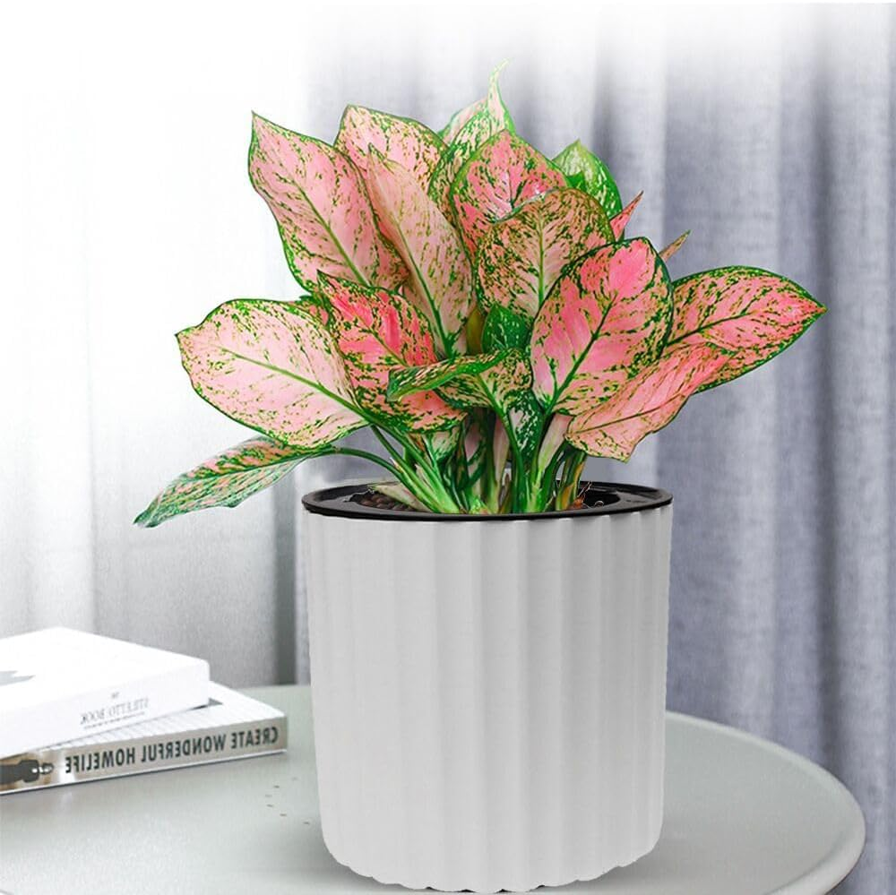 MUZHI Orchid Pot with Net and Holes, round Self Watering Planter Pot for Indoor Plants and Flowers 3 Sets White image number 2