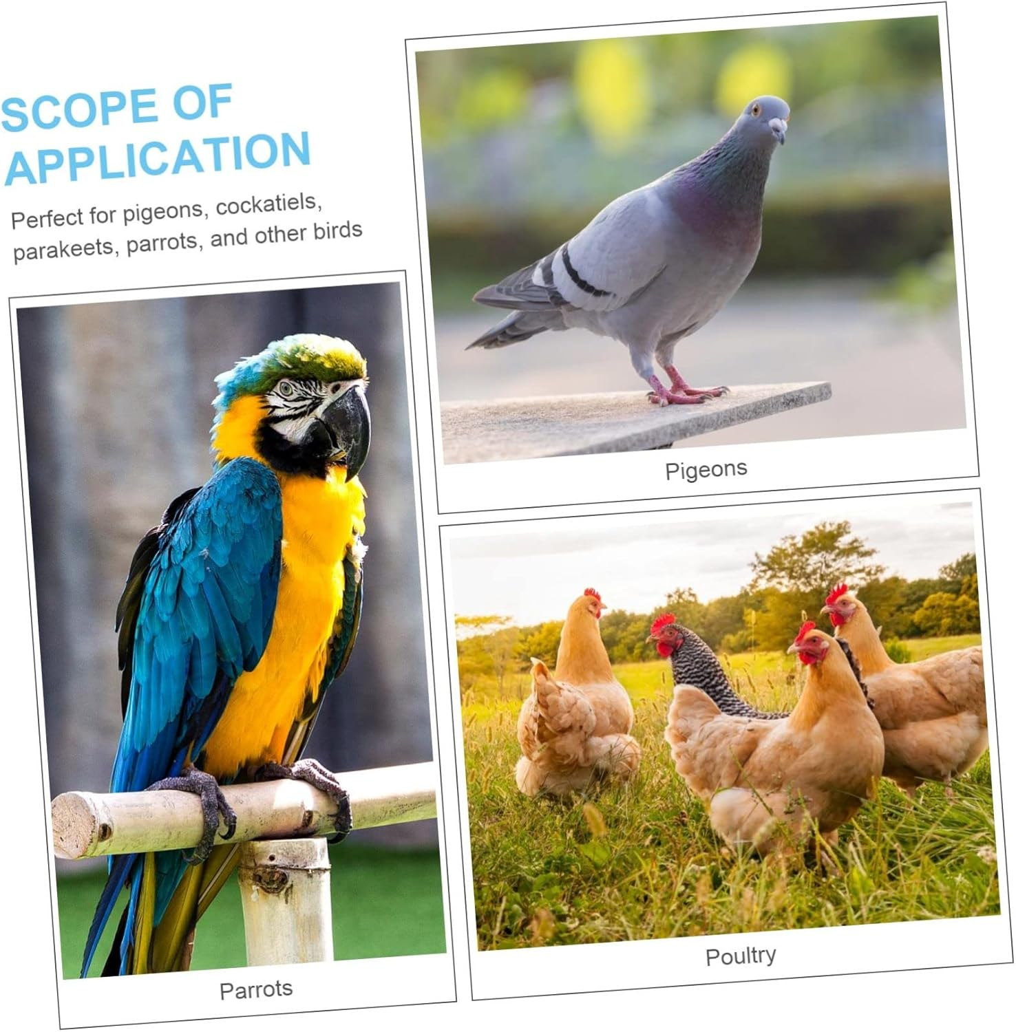 OATIPHO 100Pcs Pigeon Identification Leg Rings Foot Bands for Pigeons Parrots Cockatiels More Easy Bird Marking and Management image number 2