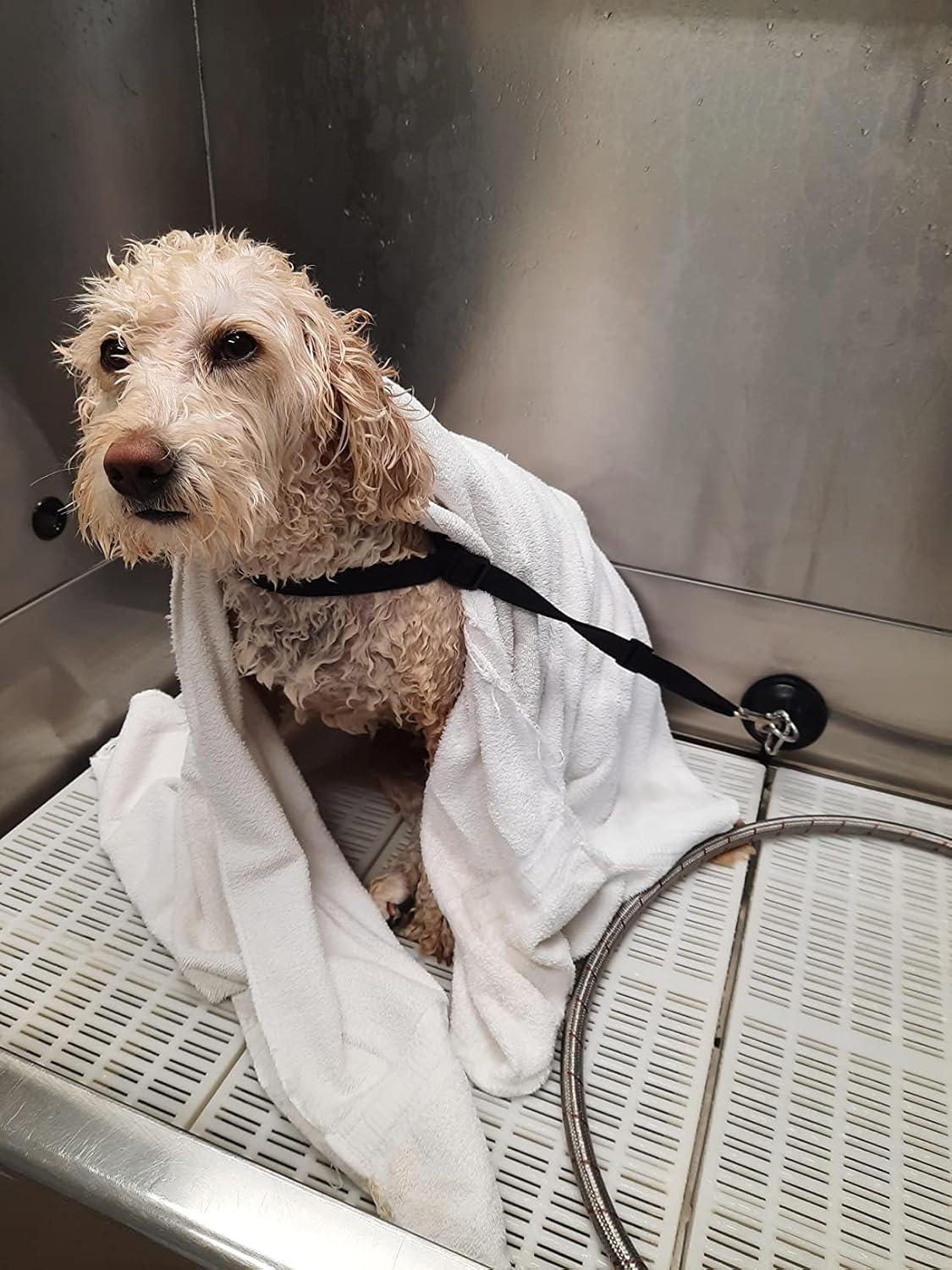 Powerful Suction Cup Hook Cleat for Pet Dog & Cat Bathtub, Shower & Bathing, Grooming Restraint Restraint Tether - No Leash image number 1