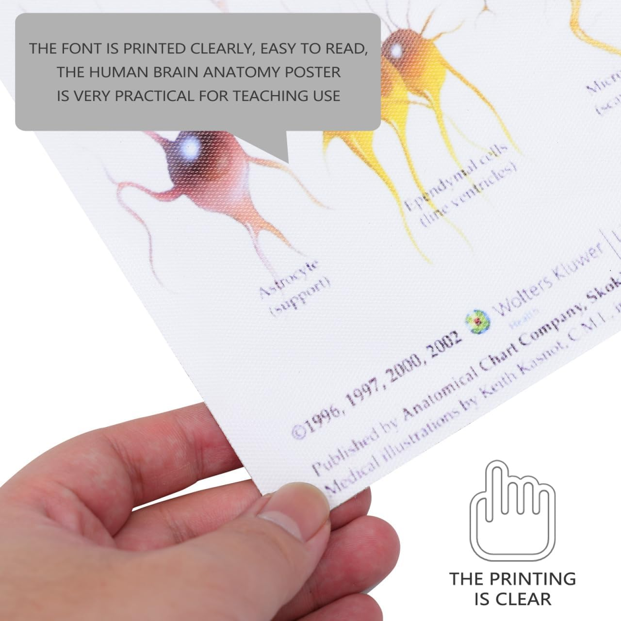 Healvian Anatomical Poster of Human Brain Anatomy Chart Educational Medical Poster for Laboratories Schools and Classrooms High-Grade Material for Long-Lasting Use image number 6