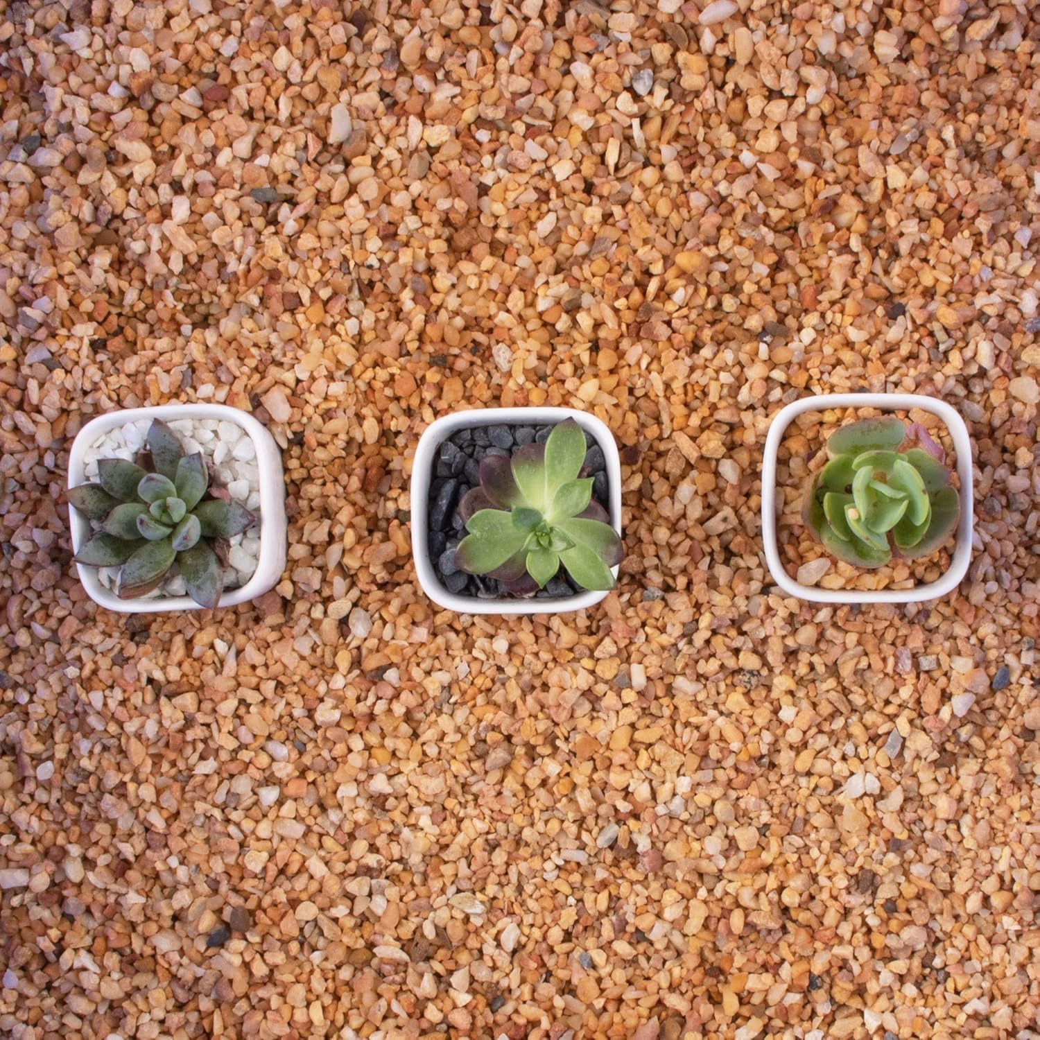 Cactus Pea Gravel Rocks,4-6Mm Pebbles for Indoor Plants, Natural Succulent Rock and River Rocks Decorative for Aquariums, Vases, Terrarium, Outdoor Gardening, Top Dressing for Potted Plants image number 1