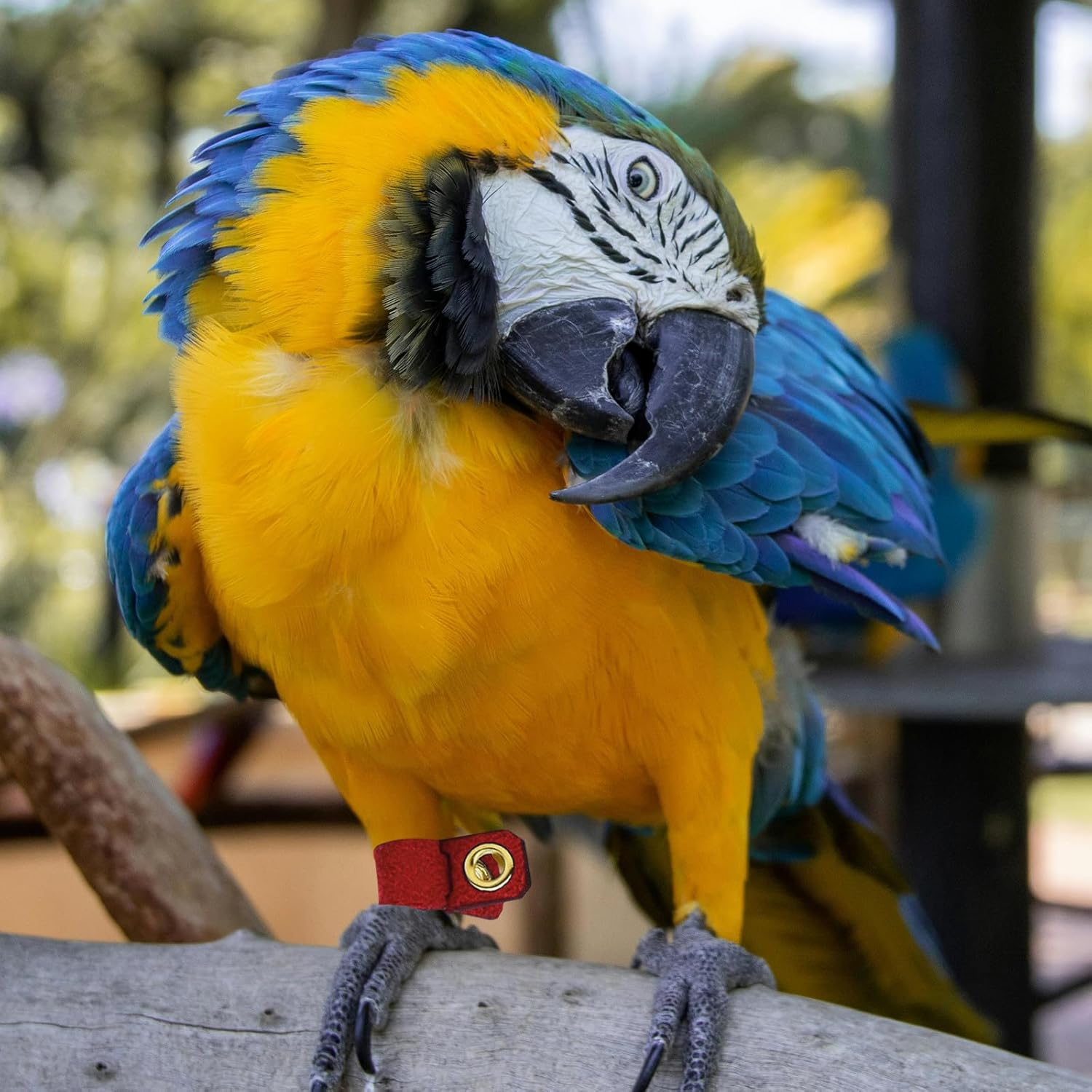 NUOBESTY 4 Sets Suede Cloth Bird Leg Rings Parrot Ankle Bands with Open Design for Pigeon Foot Protection and Bird Identification Suitable for Cockatiels and Budgerigars image number 5