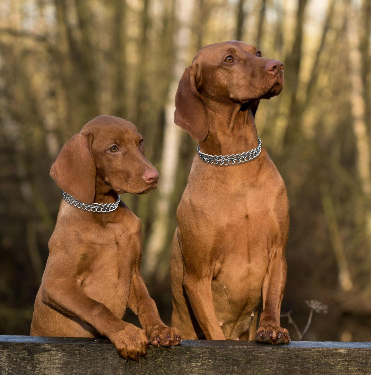 LOS ANDES Dog Chain Collar Metal Martingale Collar No Pull Dog Collar anti Chew Training Collar Chrome Plated Double Link Dog Collar for Small Dogs(Suitable for Neck:30-37Cm) image number 6