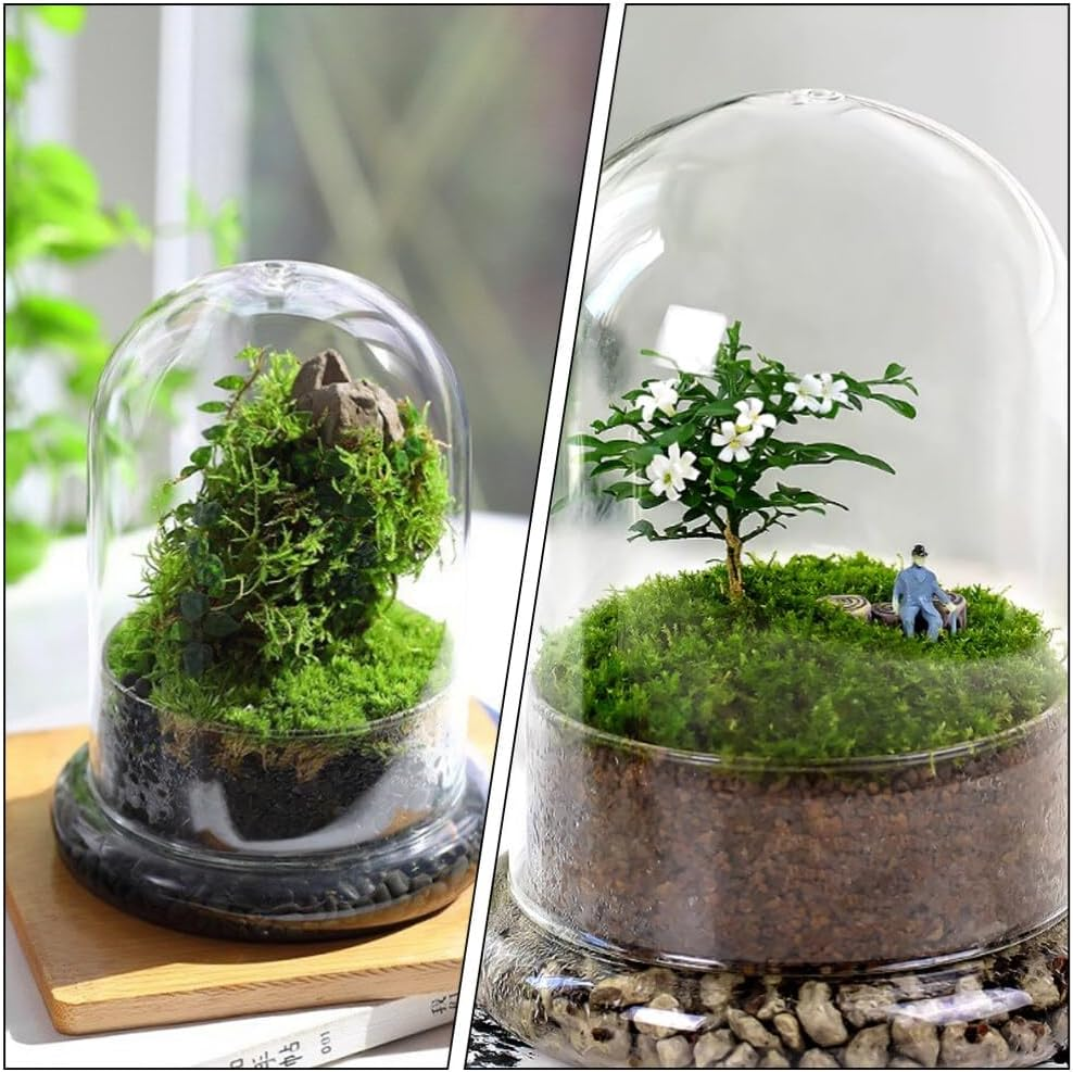 Glass Terrarium Cloche Clear Glass Dome Micro Landscaping Container, Ecological Bottle Display Case for Plants Succulents Moss image number 1