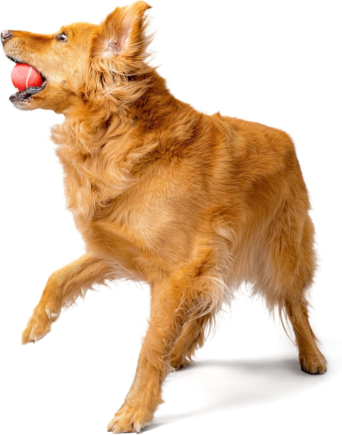 Playology Squeaky Chew Ball for Dogs - Engaging All Natural Beef Scented Dog Toy for Medium/Large Dogs (10Lbs & Up) - Squeak, Bounce, Fetch, and Play! - Blue image number 4