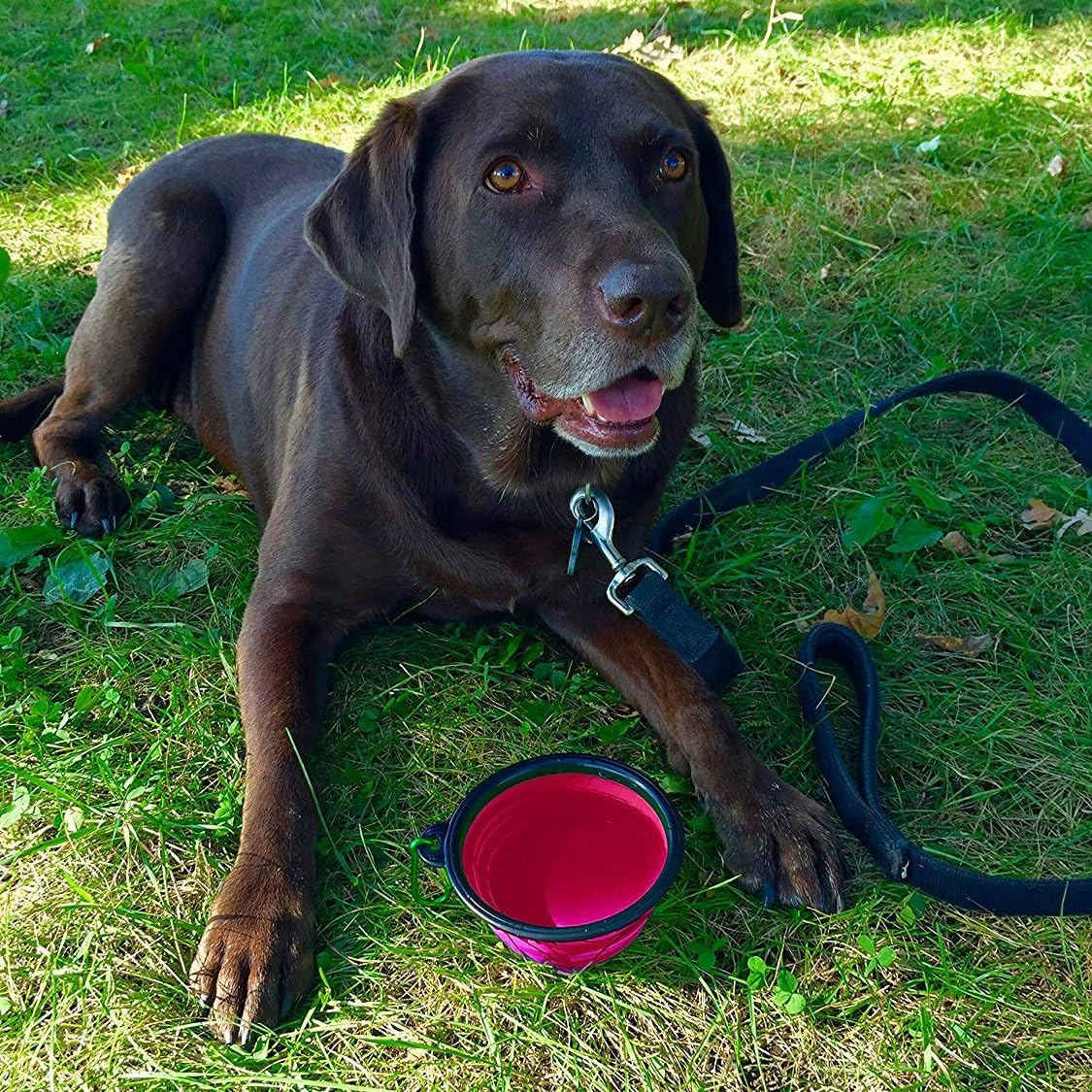 Zenify Dog Bowl Food & Water Feeder 2 Pack - Extra Large 1000Ml 17.8Cm & Small 400Ml 12.7Cm Collapsible Portable Foldable Travel Dish Leash Lead Slim Accessories for Puppy Dogs (Pink Xl/Blue S)
