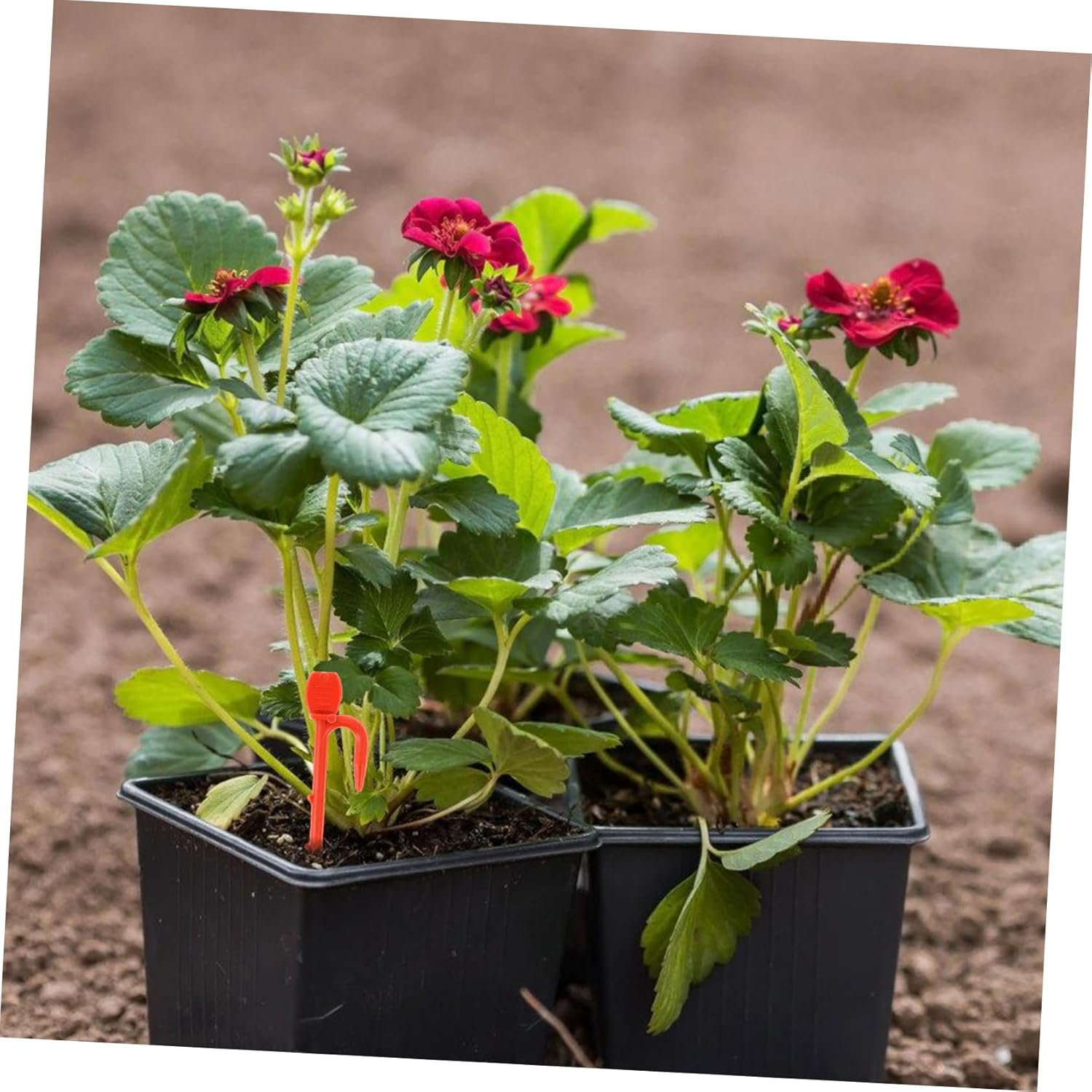 CIMAXIC 1Bag Stolon Fastening Clip Gardening Vine Clip Plant Fixing Supply Strawberry Seedling Fork Fastening Vines Clamp Gardening Plant Fixing image number 3