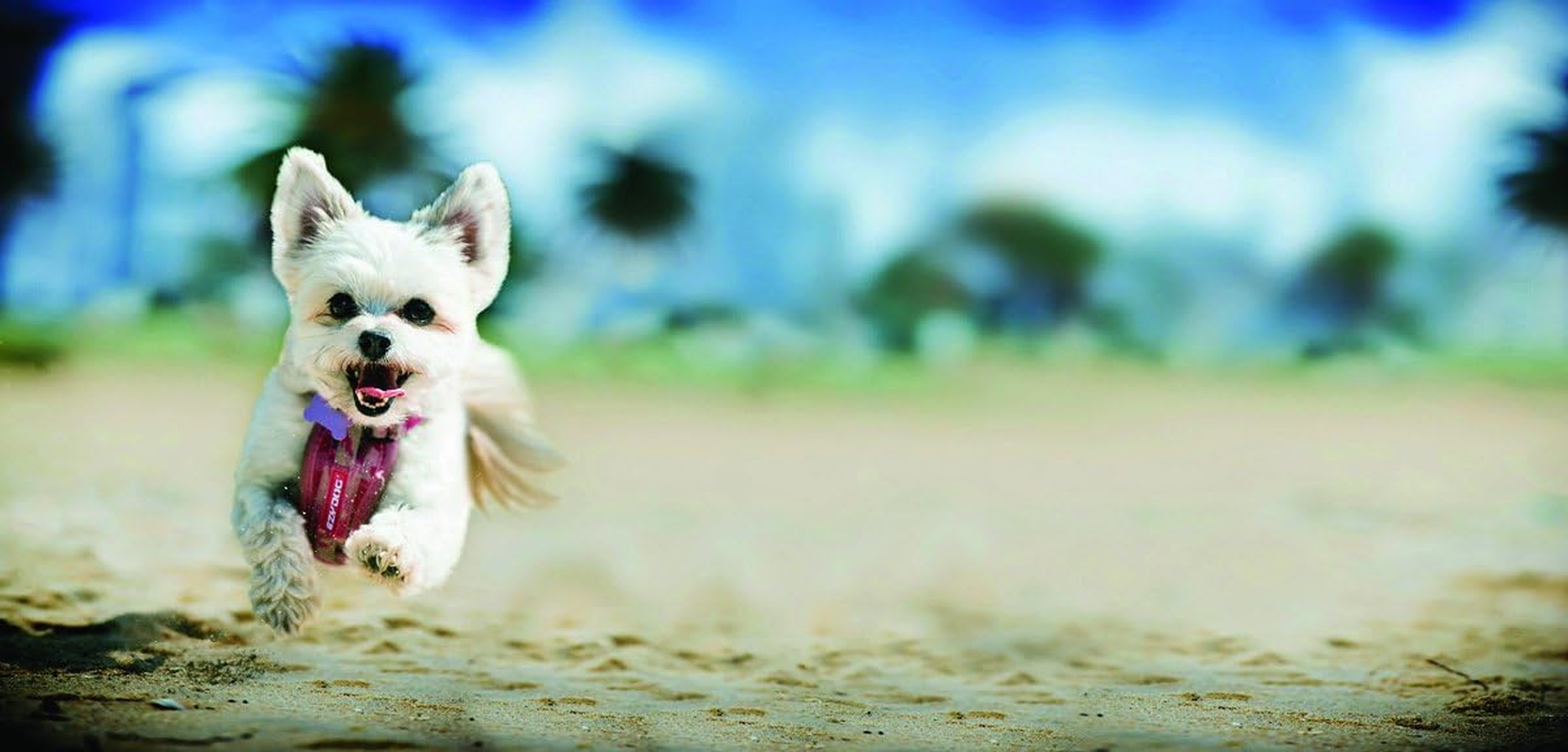 EZYDOG Harness for Medium Dogs, Orange, Size M